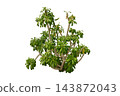 euphorbia poissonii plant 143872043