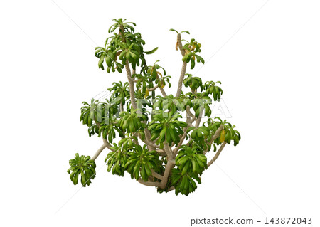 euphorbia poissonii plant euphorbia poissonii plant 143872043