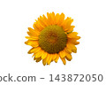 Ripe sunflower with yellow petals and dark middle 143872050