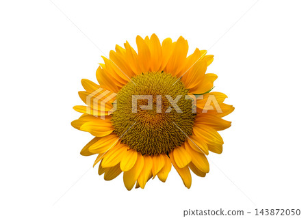 Ripe sunflower with yellow petals and dark middle Ripe sunflower with yellow petals and dark middle 143872050