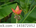 Ornamental Banana, Musa laterita 143872052