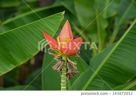 Ornamental Banana, Musa laterita 143872052