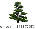 Bonsai Pine, Podocarpus polystachyus Tree 143872053