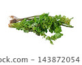 Fresh Coriander, Cilantro and Celery Bunch 143872054