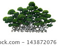 Bonsai Ficus Tree Bush 143872076