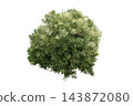 Roman candle podocarpus plant Podocarpus variegated, Evergreen Variegated Shrub 143872080