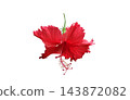 Red Hibiscus flower 143872082