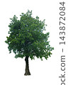 Big Green Tree, Mungmee Tree (Carallia brachiata) 143872084
