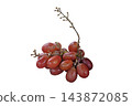 Stem of fresh red seedless grapes 143872085