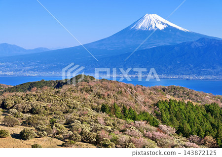 伊豆半島伊豆山脊步道：從金冠山頂眺望富士山和春色斑斕的山脊。 143872125