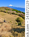 伊豆半島上的金冠山，富士山巍峨聳立在春色似火的草甸之上。 143872129