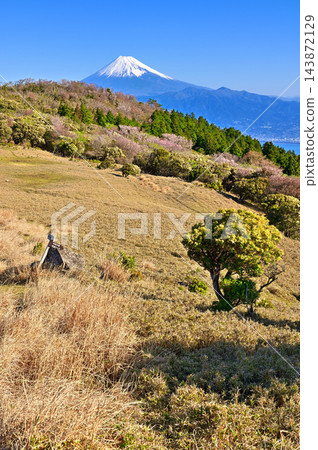 伊豆半島上的金冠山,富士山巍峨聳立在春色似火的草甸之上。 伊豆半島上的金冠山,富士山巍峨聳立在春色似火的草甸之上。 143872129
