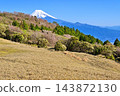 伊豆半島、金冠山草原、日本仙人掌、矮櫻和富士山 143872130