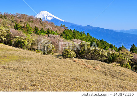 伊豆半島、金冠山草原、日本仙人掌、矮櫻和富士山 伊豆半島、金冠山草原、日本仙人掌、矮櫻和富士山 143872130