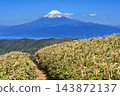 從伊豆半島的達摩山上眺望富士山，可以看到春天的景色。沿著伊豆山脊步道，一條山脊步道蜿蜒穿過竹林。 143872137