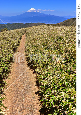 伊豆半島的伊豆山脊步道:春季穿越達摩山和富士山的竹林草甸。 伊豆半島的伊豆山脊步道:春季穿越達摩山和富士山的竹林草甸。 143872139