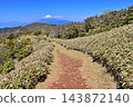 從伊豆半島小達磨山竹林間的山脊小徑上眺望富士山。 143872140