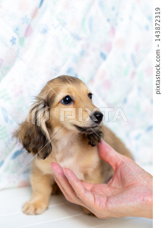 kaninhen 臘腸犬 小狗 kaninhen 臘腸犬 小狗 143872319
