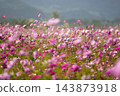 上關形公園的波斯菊花田正值盛花期，籠罩在柔和的散景效果中。 143873918