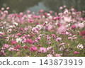 上關形公園的波斯菊花田正值盛花期，沐浴在柔和的陽光下。 143873919