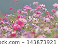 上關形公園裡的波斯菊，花瓣晶瑩剔透，在秋日的陽光下閃閃發光。 143873921