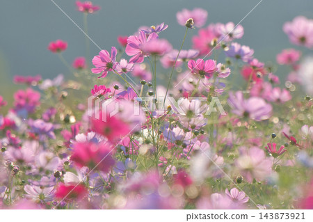 上關形公園裡的波斯菊,花瓣晶瑩剔透,在秋日的陽光下閃閃發光。 上關形公園裡的波斯菊,花瓣晶瑩剔透,在秋日的陽光下閃閃發光。 143873921