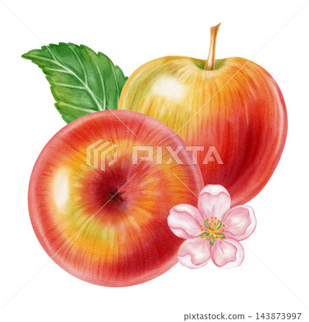 Watercolor illustration of fresh red apples, half apple, pink apple blossom flowers isolated on white background. Perfect for product logo, market posters, food packaging, textile patterns 143873997