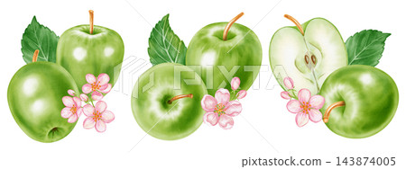 Watercolor illustration set of three green apple compositions with whole fruits, leaves, flowers isolated on white background. Perfect for product logo, market posters, food packaging, textile pattern Watercolor illustration set of three green apple compositions with whole fruits, leaves, flowers isolated on white background. Perfect for product logo, market posters, food packaging, textile pattern 143874005