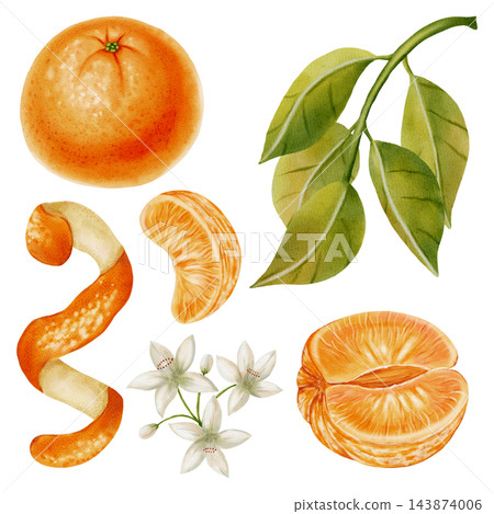 A set of tangerines, leaves, flowers, slices, and zest. Watercolor illustration of mandarins. Citrus fruits. Perfect for New Year design, packaging, menus, branding, and food packaging A set of tangerines, leaves, flowers, slices, and zest. Watercolor illustration of mandarins. Citrus fruits. Perfect for New Year design, packaging, menus, branding, and food packaging 143874006