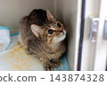 Tabby kitten crouched inside veterinary cage looking up with alert curious expression under warm indoor light, soft fur and striped markings visible from close viewpoint 143874328