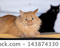 Fluffy orange longhair cat sitting on blanket with attentive gaze and soft diffuse light, indoor pet portrait, shallow depth of field, cozy home scene, visible white dust on whiskers 143874330