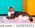 Tabby cat with white paws and chest reclining on tiled floor in front of teal and yellow cabinets, alert relaxed expression under soft indoor light, side view, close composition 143874331
