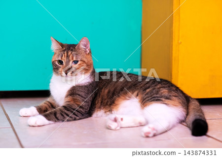 Tabby cat with white paws and chest reclining on tiled floor in front of teal and yellow cabinets, alert relaxed expression under soft indoor light, side view, close composition Tabby cat with white paws and chest reclining on tiled floor in front of teal and yellow cabinets, alert relaxed expression under soft indoor light, side view, close composition 143874331