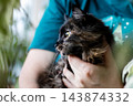 Tortoiseshell long-haired kitten held against chest with alert gaze and warm natural window light, human hands providing gentle support, indoor closeup portrait 143874332