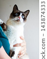 Snowshoe kitten with blue eyes held against chest in indoor closeup portrait, alert expression and visible human hand support, soft light and warm domestic scene. 143874333