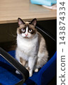 Brown and white cat sitting on blue office chair beneath wooden desk with alert gaze toward camera, indoor pet portrait view, shallow depth of field, soft mixed lighting, calm domestic scene 143874334