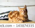 Orange tabby cat resting on cushion in sunlit living interior with relaxed alert expression and striped fur texture, cozy domestic pet portrait indoors for home lifestyle use 143874335