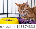 Ginger tabby cat resting with eyes closed beside bright yellow food bowl inside wire pet carrier on patterned purple blanket, calm indoor pet comfort scene 143874338