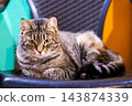 Adult tabby cat reclining on modern plastic chair, amber eyes focused forward, tail wrapped around body, soft indoor lighting, cozy home interior with blurred colorful background 143874339