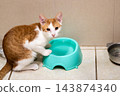 Ginger and white kitten sitting beside empty turquoise feeding bowl on beige tiled floor in indoor shelter, looking toward camera with alert expression, closeup view 143874340