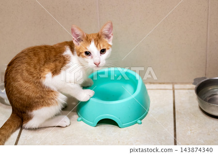 Ginger and white kitten sitting beside empty turquoise feeding bowl on beige tiled floor in indoor shelter, looking toward camera with alert expression, closeup view Ginger and white kitten sitting beside empty turquoise feeding bowl on beige tiled floor in indoor shelter, looking toward camera with alert expression, closeup view 143874340