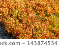 Vibrant red and orange autumn blueberry bushes on a mountain slope 143874534