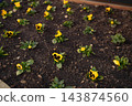 Young yellow pansy flowers planted in fresh soil bed in garden 143874560