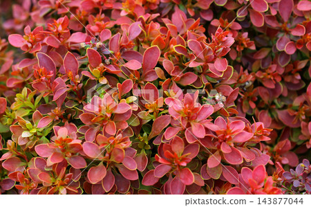 Solid Texture of Red Leaves of Japanese Barberry Bush in Natural Condition Solid Texture of Red Leaves of Japanese Barberry Bush in Natural Condition 143877044