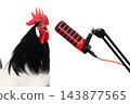 cockerel sings into a microphone isolated on a white background 143877565
