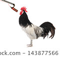 cockerel sings into a microphone isolated on a white background 143877566