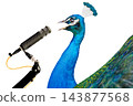 peacock during  sings into a microphone isolated on a white background 143877568