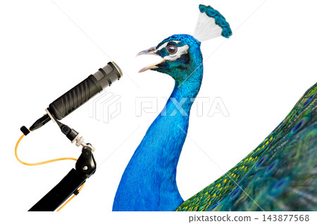 peacock during sings into a microphone isolated on a white background peacock during sings into a microphone isolated on a white background 143877568