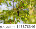 A Japanese white-eye perched on a tree branch bearing red berries. 143878346