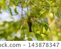 A Japanese white-eye perched on a tree branch bearing red berries. 143878347